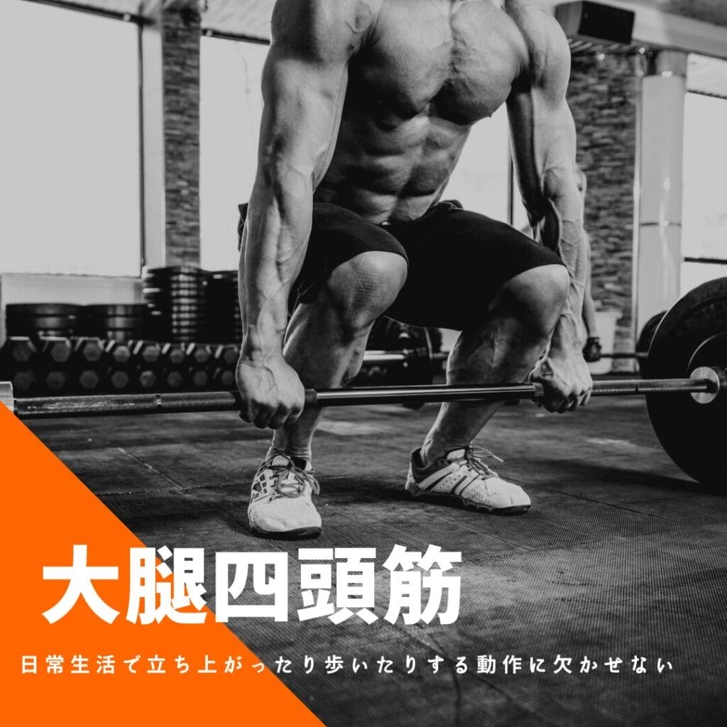 ひまわり接骨院 整体院 瀬戸店の大腿四頭筋プログラムで健康維持