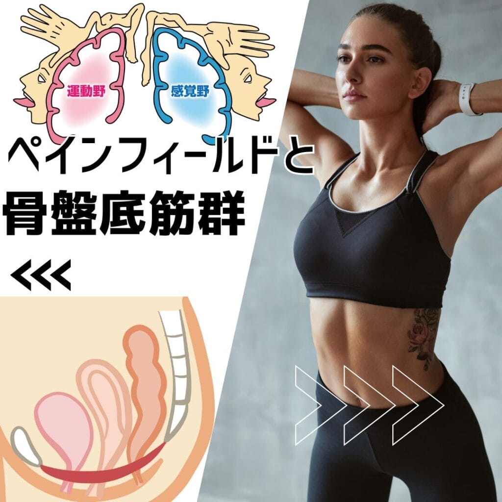 ひまわり接骨院 整体院 瀬戸店の骨盤底筋群の重要性とその改善法